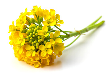 Yellow mustard flower isolated on white background. Close up.