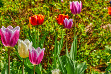 Gardening,landscaping. Blooming pink red tender tulips.green meadow