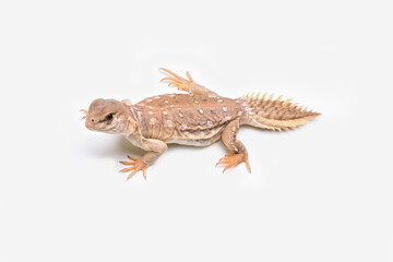 Uromastyx princeps or Princely Spiny-tailed Lizard is endemic to the Horn of Africa.