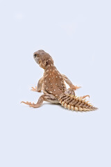 Uromastyx Hybrid is a type of lizard resulting from the crossbreeding of different species within the Uromastyx genus.