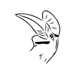 Rhinoceros hornbill. Vector sketch of hand drawn bird. Linear animals art.