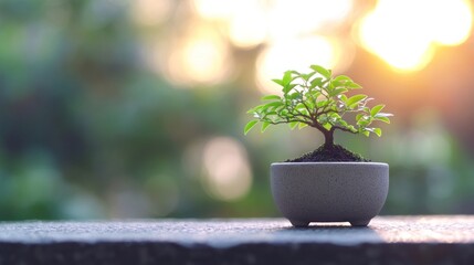 Small bonsai tree in a white pot, set against a blurred background of a golden sunset.
