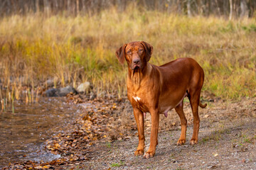 Pregnant dog. Pregnant Rhodesian Ridgeback. Pregnant livernose female.