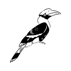 Rhinoceros hornbill. Vector sketch of hand drawn bird. Linear animals art. © Elala 9161