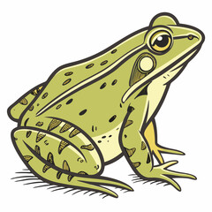 frog on white background