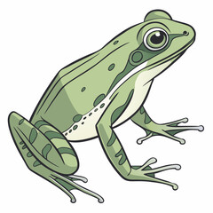 frog on a white background