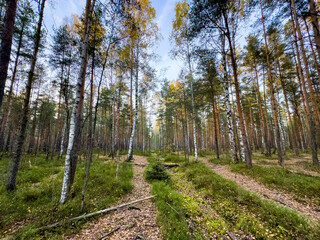 A tranquil forest scene filled with tall birch and pine trees in early autumn, with fallen leaves scattered across the forest floor. The wide-angle shot captures the depth and serenity of this natural