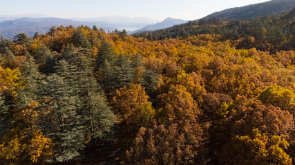 Wonderful fall scenery. Drone view of the autumn forest. Autumn view of oak forest and cedar trees. Aerial shot. Quercus vulcanica.