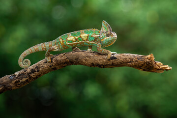 The Veiled Chameleon or Cone-head Chameleon is a species of chameleon native to Yemen and Saudi...