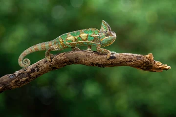Gardinen The Veiled Chameleon or Cone-head Chameleon is a species of chameleon native to Yemen and Saudi Arabia.  © Lauren