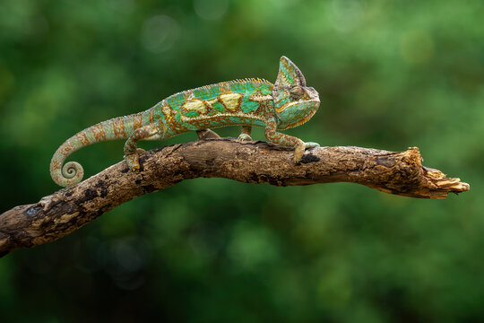 The Veiled Chameleon or Cone-head Chameleon is a species of chameleon native to Yemen and Saudi Arabia. 