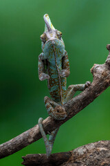 The Veiled Chameleon or Cone-head Chameleon is a species of chameleon native to Yemen and Saudi Arabia. 