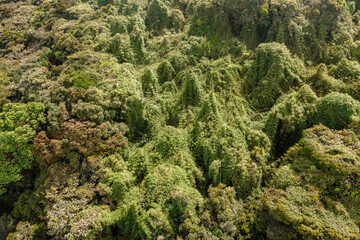 Lush green foliage covers the mountains in the remote rainforest, showcasing diverse plant life under a cloudy sky