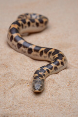 Sand Boa (Erycinae) on the desert sand.