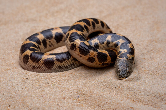 Sand Boa (Erycinae) on the desert sand.