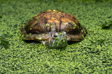 The Red-eared Slider or Red-eared Terrapin (Trachemys scripta elegans) is a semiaquatic turtle.