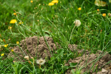 Earth pile on green lawn