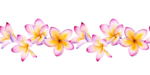 Watercolor seamless border of Pink Plumeria Flowers isolated on a white background.