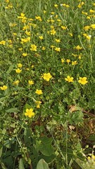 Obraz premium yellow flowers on grass
