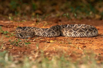 The Western Diamondback Rattlesnake (Crotalus atrox) is a venomous rattlesnake species found in the United States and Mexico.