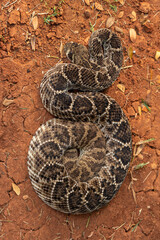 The Western Diamondback Rattlesnake (Crotalus atrox) is a venomous rattlesnake species found in the United States and Mexico.