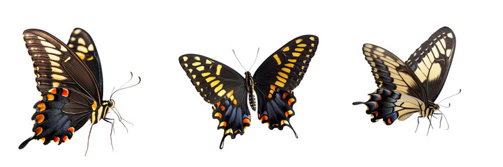 Naklejka premium Set of Swallowtail Butterfly isolated on a transparent background