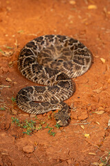 The Western Diamondback Rattlesnake (Crotalus atrox) is a venomous rattlesnake species found in the United States and Mexico.