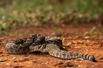 The Western Diamondback Rattlesnake (Crotalus atrox) is a venomous rattlesnake species found in the...