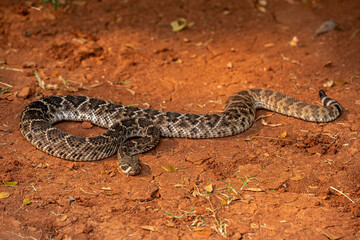 The Western Diamondback Rattlesnake (Crotalus atrox) is a venomous rattlesnake species found in the United States and Mexico.