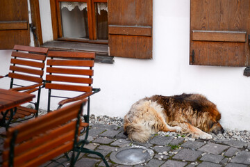 sleeping dog in the square in the Romanian city of Sighisoara in the square
