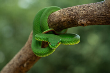 Green White-lipped Pit Viper (Trimeresurus insularis) on tree branch.
