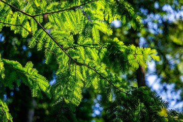Fototapeta premium Closeup of vibrant green fern leaves illuminated by sunlight in a lush forest