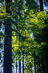 Fototapeta premium Sunlight filtering through lush green leaves in a dense forest