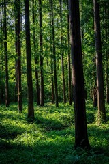 Obraz premium Sunlight filtering through lush green leaves in a dense forest