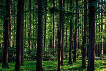 Sunlight filtering through lush green leaves in a dense forest