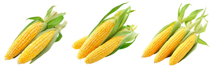 Set of Fresh corn isolated on a transparent background