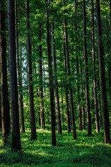 Sunlight filtering through lush green leaves in a dense forest