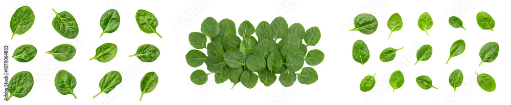 Poster an isolated bunch of fresh spinach is shown on a transparent background