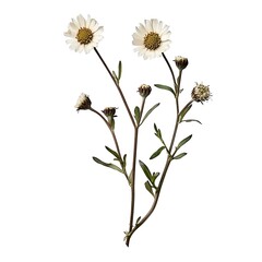 Obraz premium Daisy isolated on white background, close up