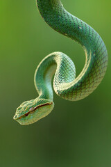 snake, viper snake, tropidolaemus subannulatus, a viper snake tropidolaemus subannulatus perched on a tree trunk