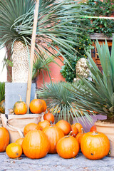 Halloween. Decoration of pumpkins and greenery.