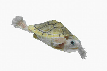 Caramel Pink Albino Red-Eared Slider Turtle is a rare and fascinating pet and visually stunning!