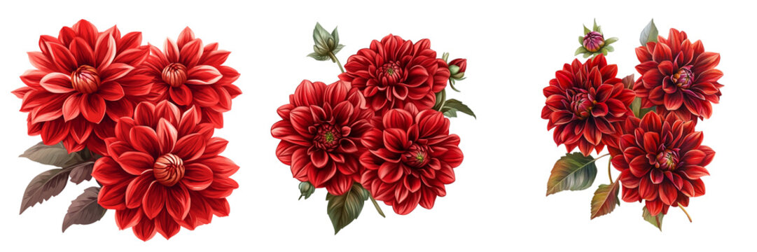 Set of Red dahlia Floral arrangement bouquet of garden flowar isolated on a transparent background