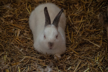 hase nager stoh
