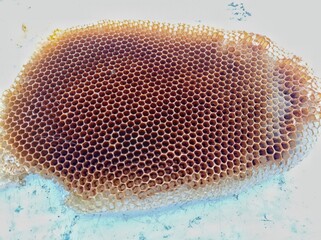 close up photo of beehive