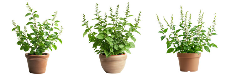 Set of Tulsi leaf plant grows inside a pot and flowers isolated on a transparent background