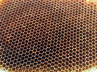 close up photo of beehive