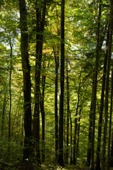 Obraz premium Woodland scene with tall trees against green sunlit backdrop