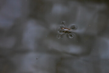 Insect Gerris lacustris, known as common pond skater or common water strider is a species of water strider, found in Europe have ability to move quickly on the water surface and have hydrophobic legs