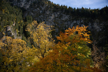 Woodland and forest scenes in the autumn and fall with orange and yellow colours